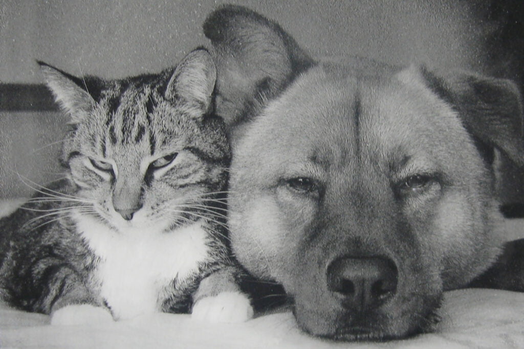 granite dog and cat
